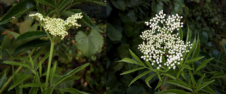 [Two photos spliced together of two different end caps on an elderberry plant where the soon to be small white blooms are tightly closed. On the left the thin branches have not yet splayed and are a tight wad. On the right the thin branches of the buds have mostly separated so the individual buds are no longer touching each other.]